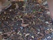 Amateur Video of sabrymilf